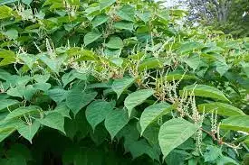 Amazon produk laris kapsul knotweed ekstrak bubuk knotweed ekstrak glant