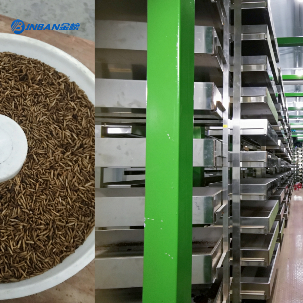 black soldier fly larvae trays