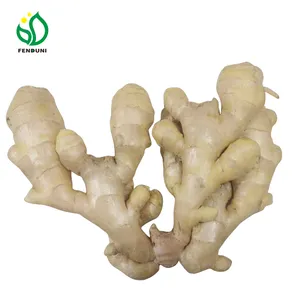 FENDUNI 100% Organic Fresh Ginger Root Dry Ginger From China