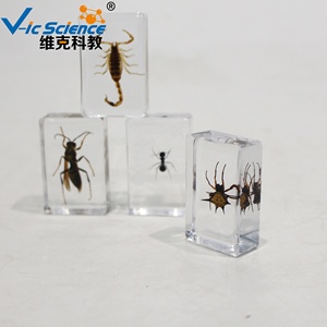 Ressource pédagogique de spécimen d'insecte de mosaïque de résine pour l'éducation de <span class=keywords><strong>biologie</strong></span> et la collection de spécimens d'animaux - Product Image 6