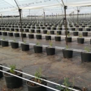 Pots de plantation commerciaux pour myrtilles de 25L, 30L, 33L, 40L, 50L, robustes, pour la culture en serre agricole - Product Image 4