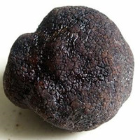 Hoge Kwaliteit Gmp Standaard Polysaccharide Zwarte Truffel Extract Fruit Poeder Food Grade Hplc/Uv Getest Verpakt In Trommel
