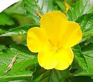 Tisana cruda essiccata naturale foglia di damiana essiccata per bere
