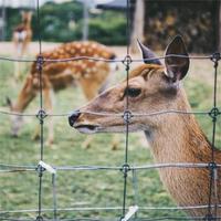 Cerca de Campo Galvanizada de Alta Resistencia, Malla de Alambre para Granjas, Barrera para Ganado y Animales Salvajes