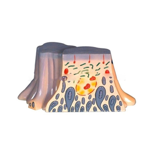 Ultrastruttura delle cellule epiteliali contorte del tubulo prossimale renale ZM5048 27x18x17 - Product Image 5