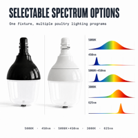 Ampoule LED D80 à spectre personnalisé pour volailles, étanche IP67 IP69K, éclairage pour poulaillers de poulets de chair, de poules pondeuses et de reproducteurs