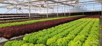 Système de culture hydroponique NFT personnalisé pour la culture de légumes-feuilles dans un projet d'agriculture en serre