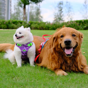 Harnais de luxe pour chien Truelove en nylon réfléchissant, souple, respirant, réglable, pour la marche et les voyages, avec lumière intégrée - Product Image 1