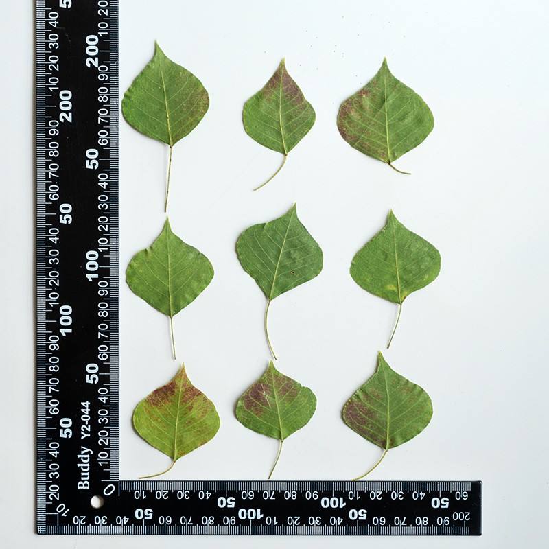 MH715 Wujiuye Natural green/red