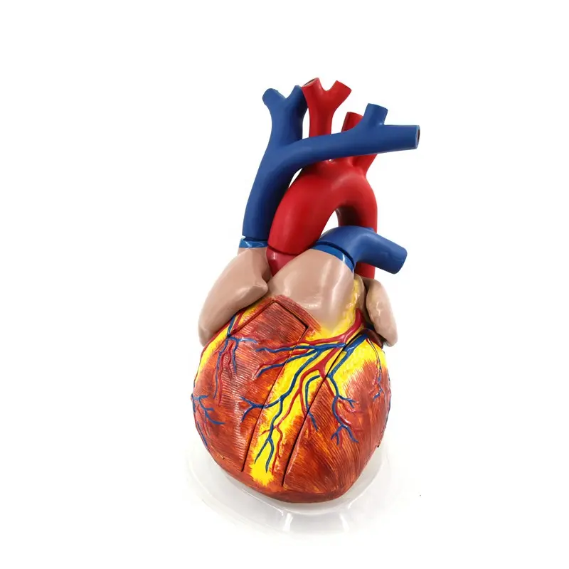 High Quality 5 Times Of Life Size 3D Anatomical Human Heart Model