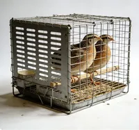 Cage à cailles robuste en fil galvanisé avec plateau amovible, système de collecte d'œufs automatique et niveaux personnalisables pour un nettoyage facile
