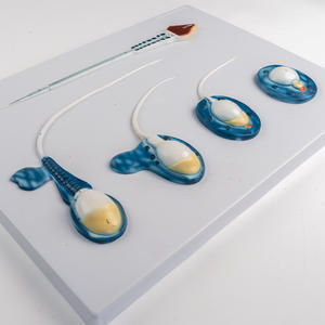Medisch Wetenschappelijk Spermamodel Mannelijk Voortplantingsmodel Gezinsplanning Display Medisch Celmodel Testiculaire Anatomiesimulatie - Product Image 4