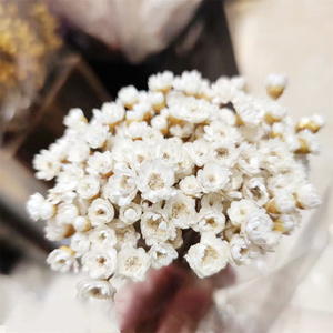 Proveedor Mayorista de Yunnan, Flores Secas Naturales Brasileñas, Mini Margaritas Secas para Manualidades, Personalizadas para el Día de la Madre, San Valentín, Pascua, Floristería - Product Image 4