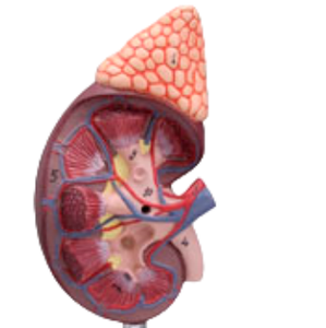 ADA โมเดลกายวิภาคศาสตร์ไตแบบตั้งพื้นคุณภาพสูง พร้อมต่อมอะดรีนาล ขนาดเท่าของจริง 1.5 เท่า สำหรับการเรียนการสอนทางการแพทย์ รุ่น A561 - Product Image 4