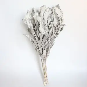 Decoration Real natural Dusty Miller Natural Dried Flower Real Silver Leaf Chrysanthemum Dry Leaves Dusty Miller