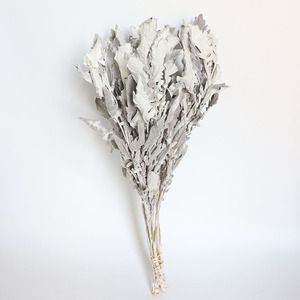 Décoration Véritable Naturel Dusty <span class=keywords><strong>Miller</strong></span> Fleur Séchée Naturelle Feuille d'Argent Véritable Chrysanthème Feuilles Sèches Dusty <span class=keywords><strong>Miller</strong></span> - Product Image 1