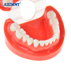 Modello Dentale in Plastica di Alta Qualità <span class=keywords><strong>Standard</strong></span> - Product Image 3