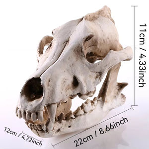 Chacal para calavera modelo de resina artesanía SKE03 decoración del hogar para Halloween <span class=keywords><strong>Animal</strong></span> para calavera huesos artesanía regalo - Product Image 2