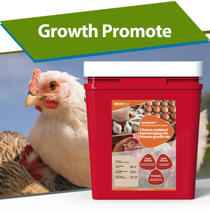 100% tự nhiên growstar composited chiết xuất thảo mộc men Probiotic để thúc đẩy gia cầm Gà Thịt tăng trưởng tăng trưởng - Product Image 1