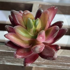 Planta de cactus grande para exteriores, mini suculentas artificiales de tacto real, sedum eceveria, púas en maceta, sin maceta, pequeñas para Decoración - Product Image 3