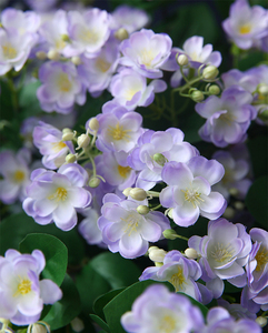 Vendita diretta in fabbrica Fau-x <span class=keywords><strong>fiori</strong></span> da sposa <span class=keywords><strong>lilla</strong></span> lavanda fiore di gelsomino per centrotavola di seta fiore <span class=keywords><strong>viola</strong></span> chiaro - Product Image 6