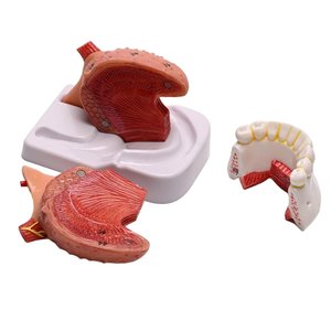 Modelo de Lengua y Mandíbula YULIN de 4 Partes, Modelo de Anatomía de la Lengua para Entrenamiento en Escuelas de Medicina, ISO/CE - Product Image 2