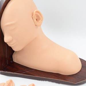 แบบจำลองการตรวจหูมนุษย์คุณภาพสูงทำจากพีวีซี สามารถใช้แทนแบบจำลองการสอนทางพยาธิวิทยาสำหรับการทดลองทางการศึกษา ได้รับมาตรฐาน CE/ISO - Product Image 3