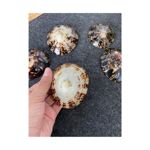 Conchas de Lapa de 6cm, Lapa de concha marina natural, concha marina pulida, gran cantidad, lista para usar en stock, concha de Lapa pulida de gran tamaño - Product Image 5