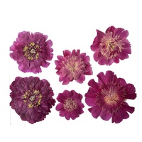 Bunga peoni Series Botanical bahan untuk bingkai foto cat Resin seni ditekan