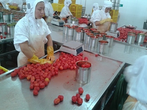 Vendita calda in scatola <span class=keywords><strong>pomodoro</strong></span> sbucciato <span class=keywords><strong>pomodoro</strong></span> tritato in lattina - Product Image 5