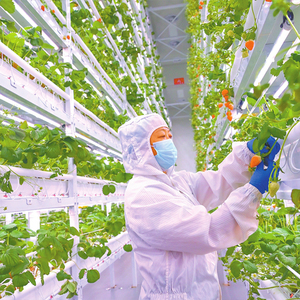 Contenedor de Cultivo Hidropónico Interior Comercial de Alto Rendimiento para Fresas, Sistema de Contenedores de Envío para Granjas Verticales Inteligentes - Product Image 4