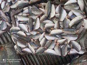 HGT istavrit balığı çin deniz ürünleri kapalı kuyruk kapalı yuvarlak Scad 7-9cm 9-11cm dondurulmuş balık Basa balık - Product Image 4