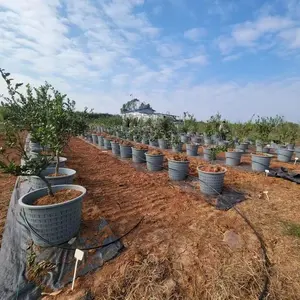Personalizado OEM ODM plástico 25 galones macetas de cultivo de plástico para vivero de árboles