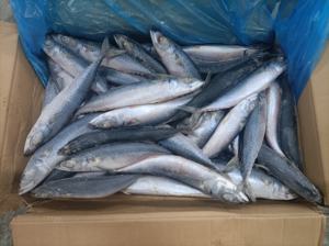 X1526 للبيع أسماك الماكريل الدائرية المجمدة بالكامل في البحر ، كومبر ياباني - Product Image 2