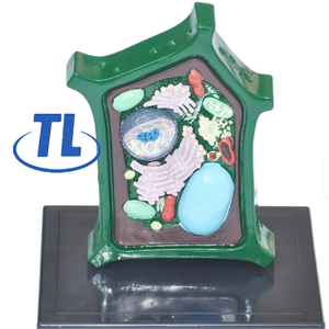 Modello di cellula vegetale ingrandito, struttura dettagliata di <span class=keywords><strong>plastidi</strong></span> e organelli, attrezzatura didattica biologica - Product Image 4