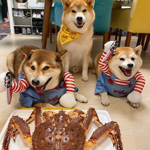 Halloween Costume <b>For</b> Small And Medium Dogs <b>Cats</b> Pet <b>Clothes</b> Transformation Outfit All Seasons Winter Use - Product Image 1