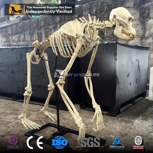 My Dino AS002 Museo Exposición Tamaño Real Chimpancé <span class=keywords><strong>Gorila</strong></span> <span class=keywords><strong>Esqueleto</strong></span> - Product Image 6
