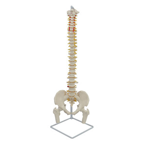 Modèle naturel du plus grand os occipital, des vaisseaux sanguins, de la colonne vertébrale, du bassin, du fémur et des nerfs rachidiens ; humain - Product Image 4