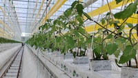 Serre agricole multi-chapiteaux en polycarbonate de grande taille pour la culture de tomates