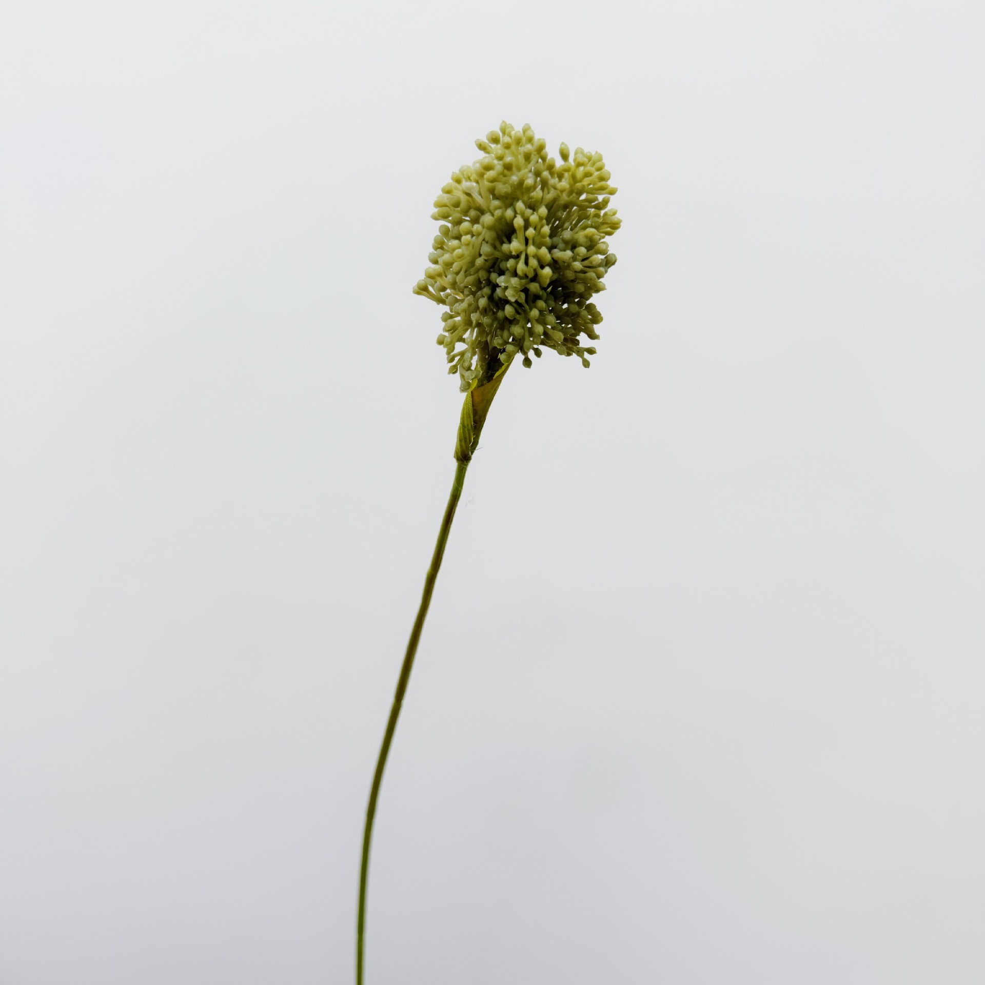 Une seule branche de ciboulette [vert clair]