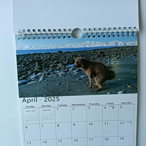 Calendrier mural A4 2026 personnalisé, calendrier de l'avent pour la maison avec chiens qui font pipi, calendrier personnalisé imprimé en spirale coloré - Product Image 6