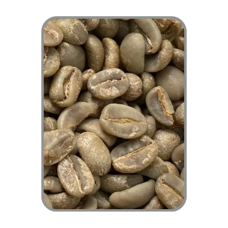 Arabica Catimor Goede Prijs Koffiebonen Gebrande Rauwe Koffie Aangepaste Verpakking Groene Koffiebonen Vietnam Fabrikant