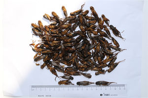 1.5 מפעל סיטונאי מעובד דק 2.5 ס "מ שחור מיובשים עבור זוחלים ועור מזון דגים ובריאות מעיל 3 חיי מדף בשנה - Product Image 2