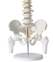 Modelo Anatómico de Pelvis Humana de PVC, Recursos de Enseñanza de Ciencias Médicas, 25.5x20x41cm, para que los Estudiantes Comprendan la Estructura Humana