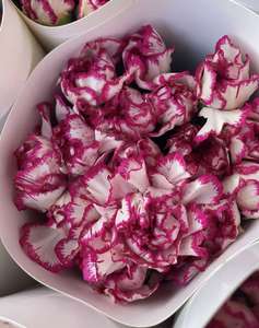 云南昆明批发康乃馨紫边鲜切花教师节母亲地块室内花 - Product Image 1