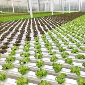 温室ストロベリー/トマト水耕栽培システム植物栽培トレイ