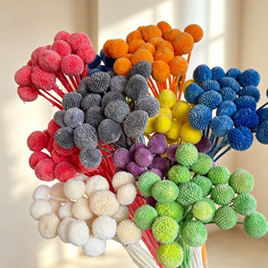 Fleurs séchées Billy Button, Craspedia boule dorée préservée pour arrangements <span class=keywords><strong>de</strong></span> fleurs séchées - Product Image 2