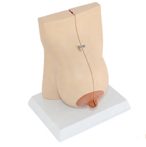 Modelo de Seno Femenino en Lactancia, Modelo Anatómico de PVC para Ciencias Médicas, para Uso en Escuelas de Medicina y Hospitales, para el Embarazo y el Parto - Product Image 2