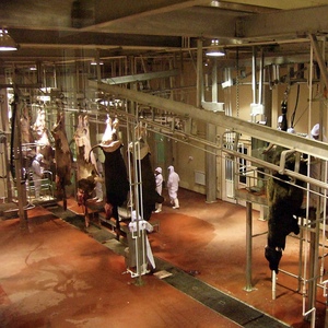 Línea de Equipos de Alta Eficiencia para el Sacrificio de Ganado, para Plantas y Complementos Comerciales de Procesamiento de Carne de Res - Product Image 3