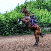 Protège-jambes de cheval robustes en PU élastique bleu, avec doublure intérieure épaisse et souple, pour la protection des tendons et l'absorption des chocs lors de l'équitation.